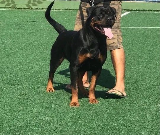 Filhotes disponíveis de Rottweiler  - Foto 4