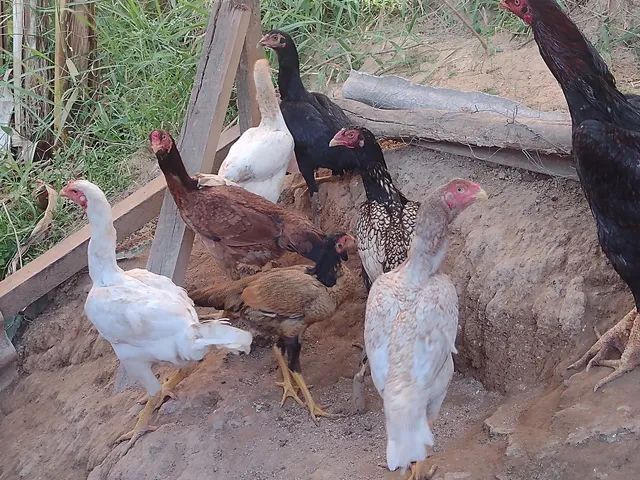 Lote de galinhas índia pura 