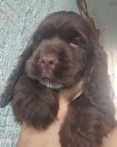 Filhote de Cocker Spaniel Inglês Melhor Preço Sergipe - Filhote de