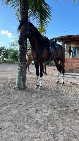 Cavalo Manga Larga Marchador Registrado