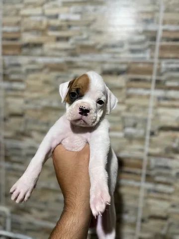 Vendo BOXER (2 machos e 1 fêmea)  - Foto 2