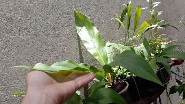 Anthurium amazonico gigante( Anthurium plowmanii)  - Foto 3