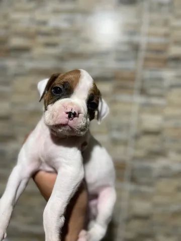 Vendo BOXER (2 machos e 1 fêmea)  - Foto 3