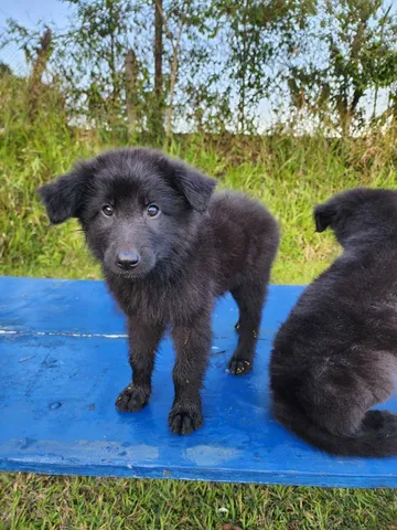 Preços baixos em Pastor Belga groenendael colecionável