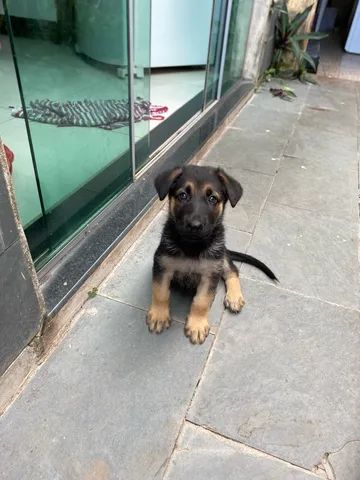 Cachorro Pastor - Betim, Grande Belo Horizonte - Minas Gerais