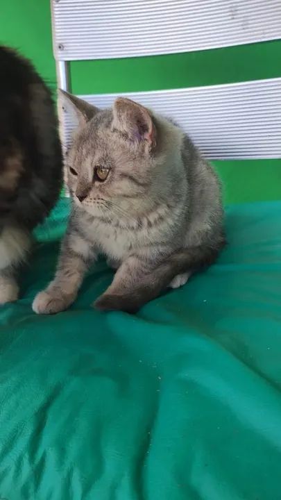 Gato brithih shorter  - Foto 2