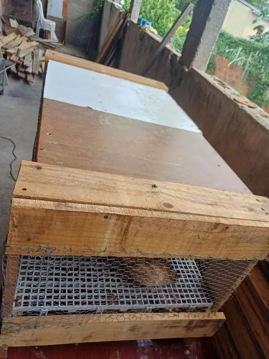 Codornas gigante - Foto 5