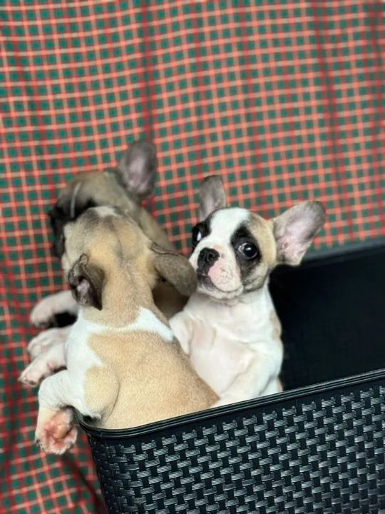 Lindas filhotes de Bulldog Francês fêmea  - Foto 5
