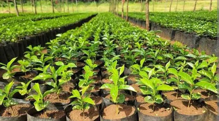 Mudas de café  - Foto 2