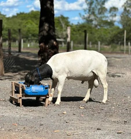 Carneiros Dorper com Santa Inês.