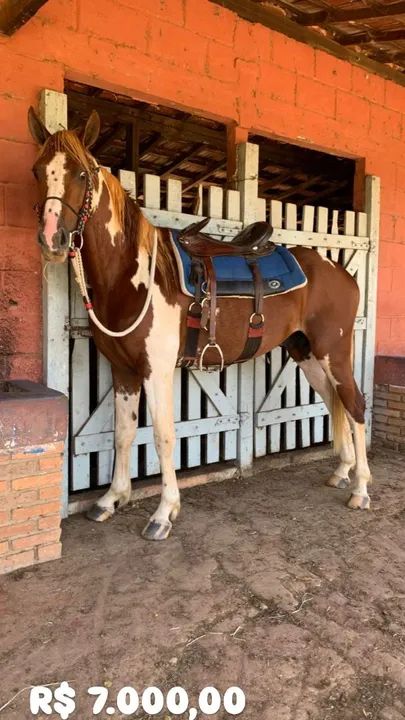 Cavalo Mangalarga Paulista 