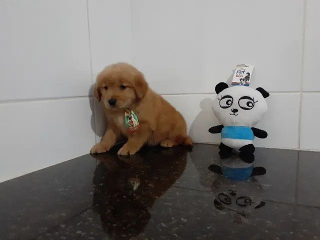 Filhotes pronta entrega Golden Retriever macho e fêmea  - Foto 2