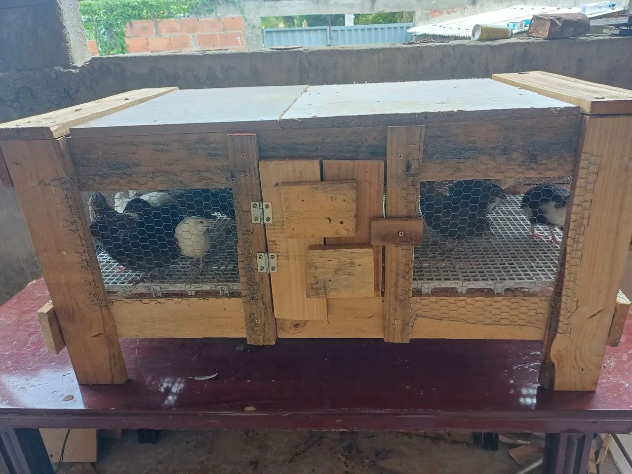 Codornas gigante - Foto 3