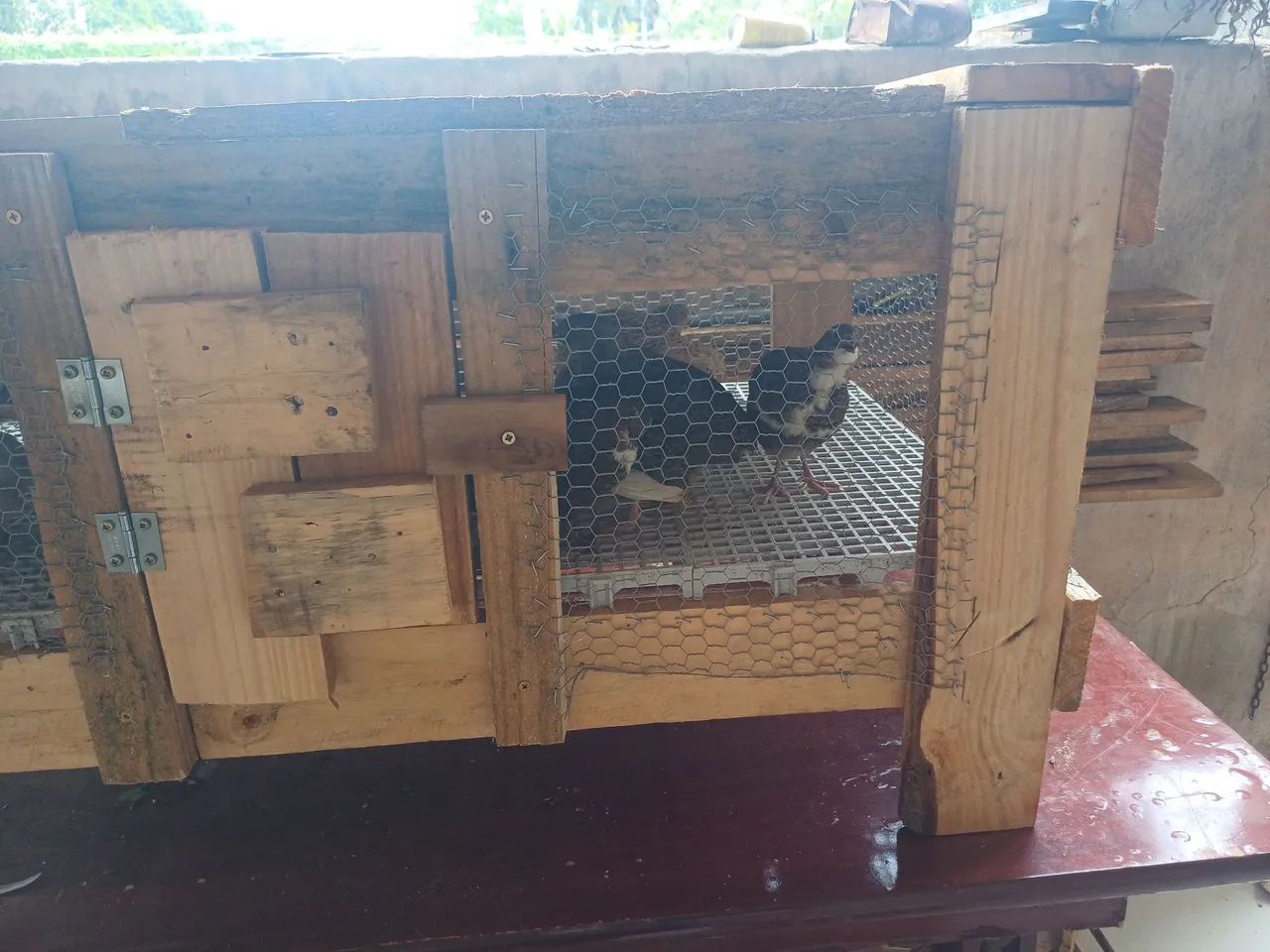 Codornas gigante - Foto 2