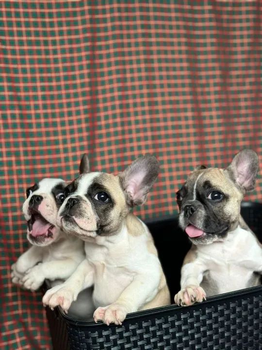 Lindas filhotes de Bulldog Francês fêmea 