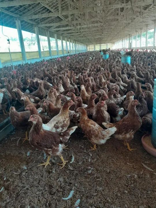GALINHAS POSTURAS 90 DIAS - Foto 2