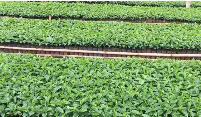 Mudas de café  - Foto 3