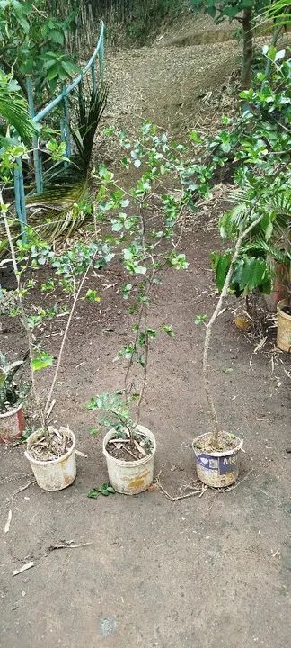 Mudas de acerola 