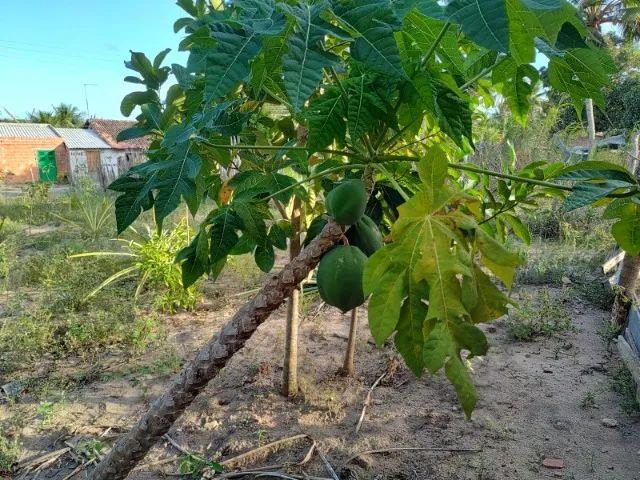 Sítio no Povoado Aguada - Carmópolis -SE. Local tranquilo e próximo de tudo. - Foto 7