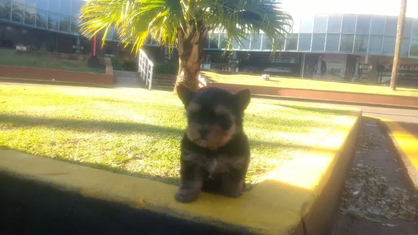 ;] Filhotes de Yorkshure com Vacina Importada ;] - Foto 4