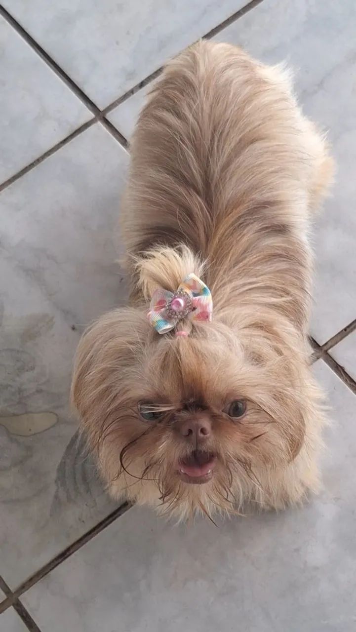 BELÍSSIMA FÊMEA SHIH TZU (LIMEIRA/SP) - Foto 3