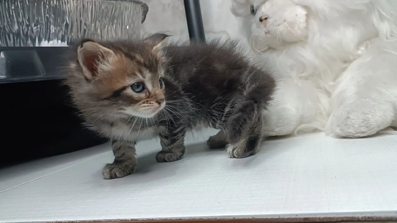 Maine Coon macho - Um verdadeiro felino majestoso! - Foto 2
