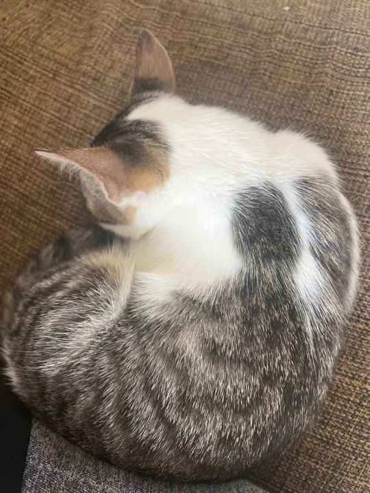 Gatinha linda e brincalhona para adoção - Foto 4