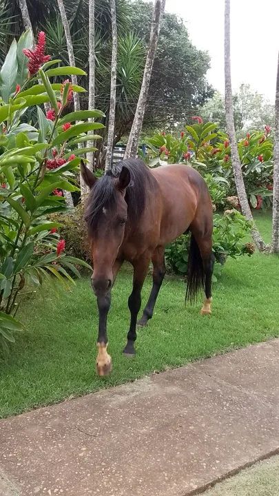 Potranco  Mangalarga com QM - Foto 5