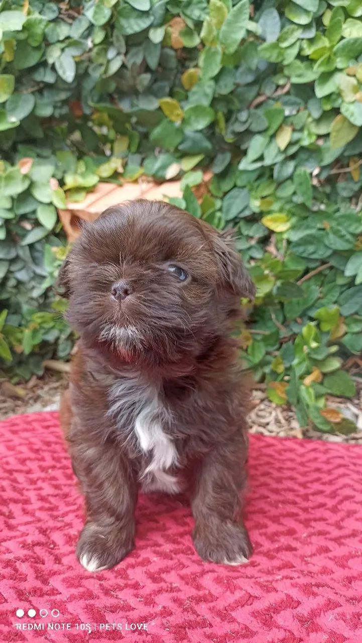 Filhote Shih Tzu fêmea  - Chocolate - Foto 5