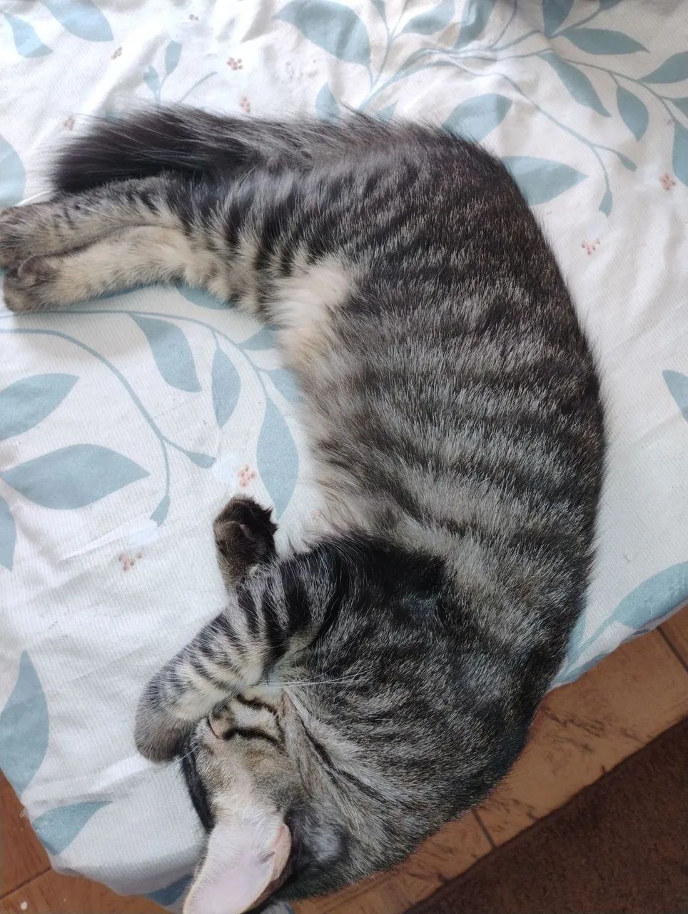 2 gatos pra doação 
