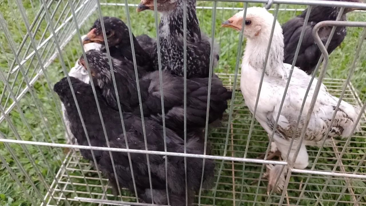 Franguinhos raça Brahma  - Foto 4