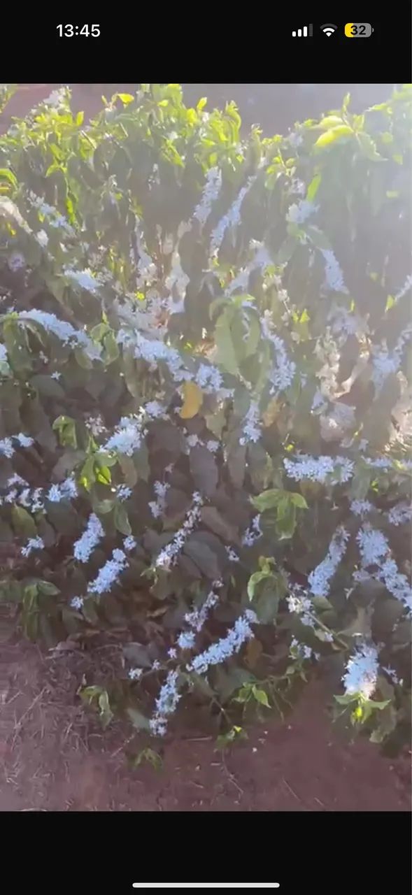 Fazenda de café região de monte Carmelo  - Foto 3