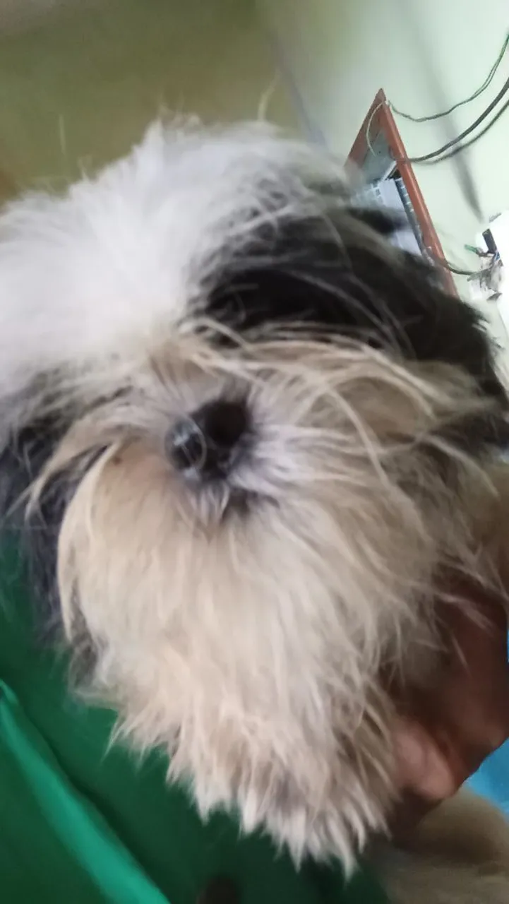 Filhotes de cachorro shitzu