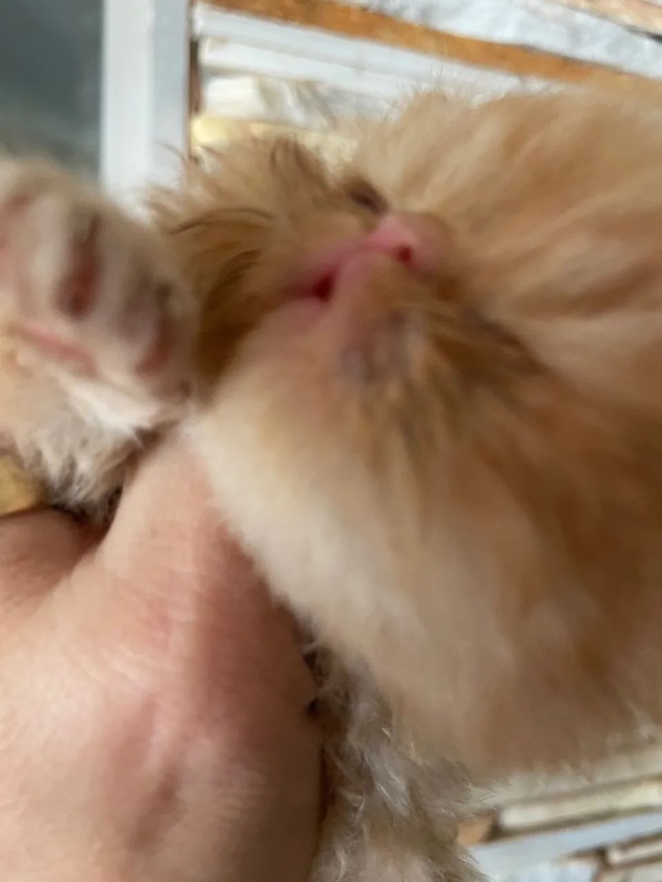 Gatos persa várias cores - Foto 4