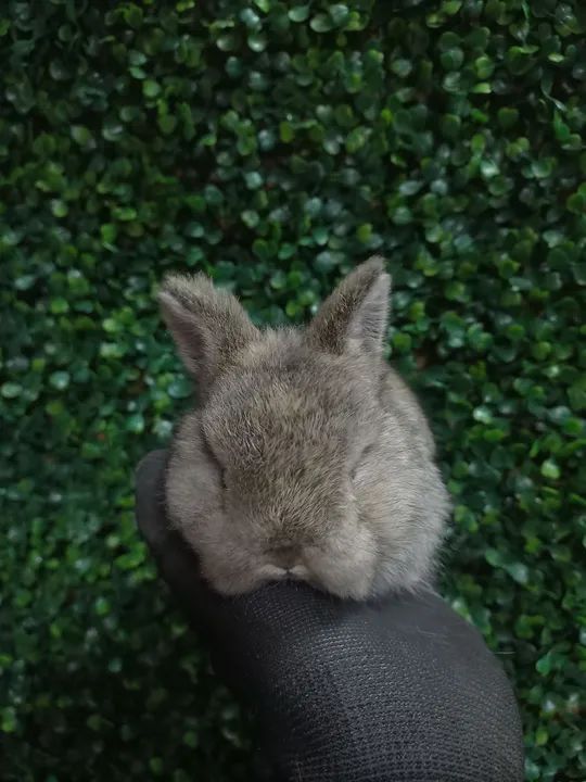 Coelho mini netherland  - Foto 3