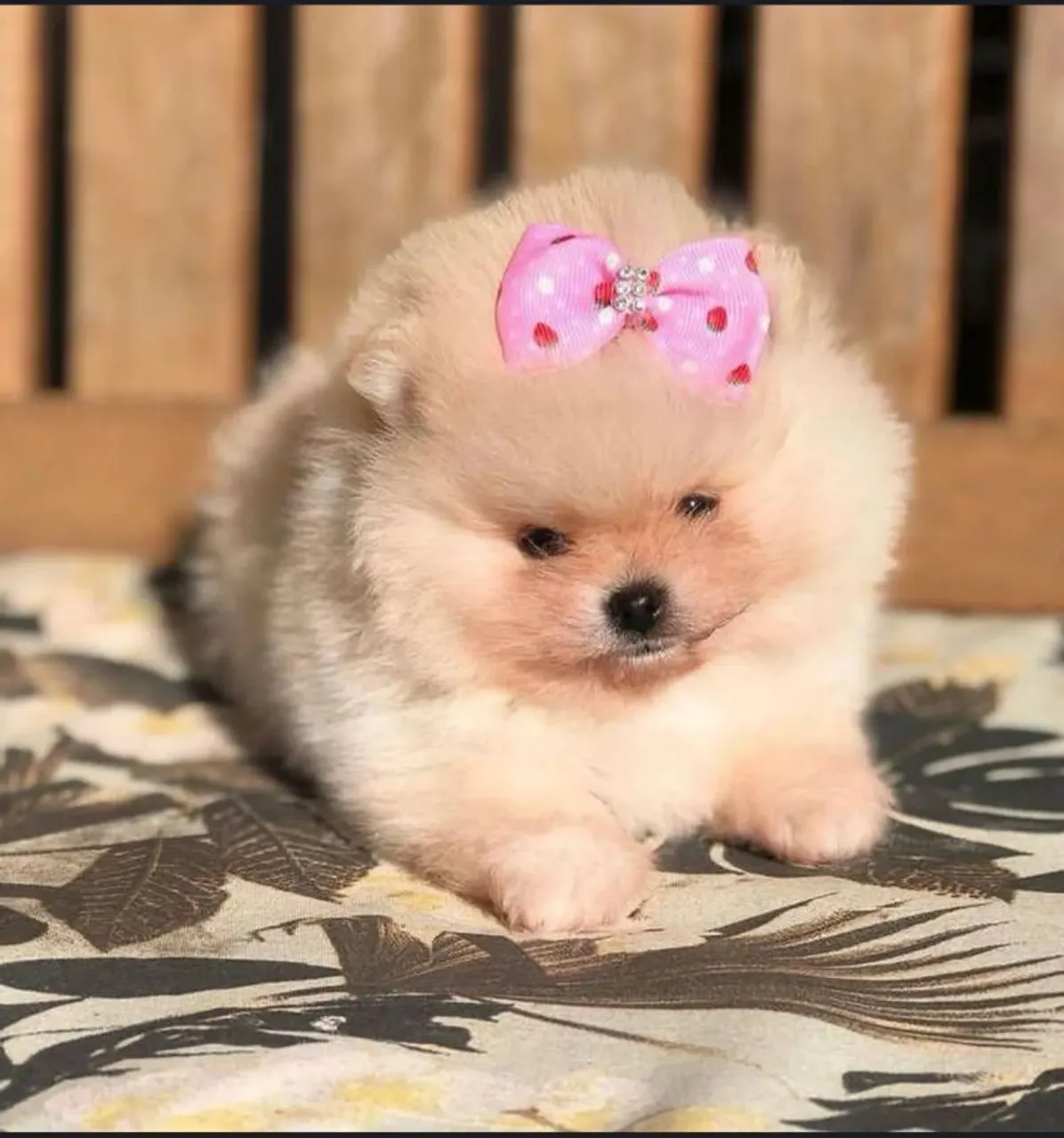 Spitz Alemão fêmea com laço - Sua ótima notícia