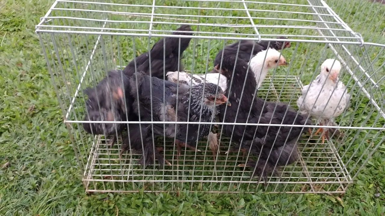 Franguinhos raça Brahma  - Foto 6