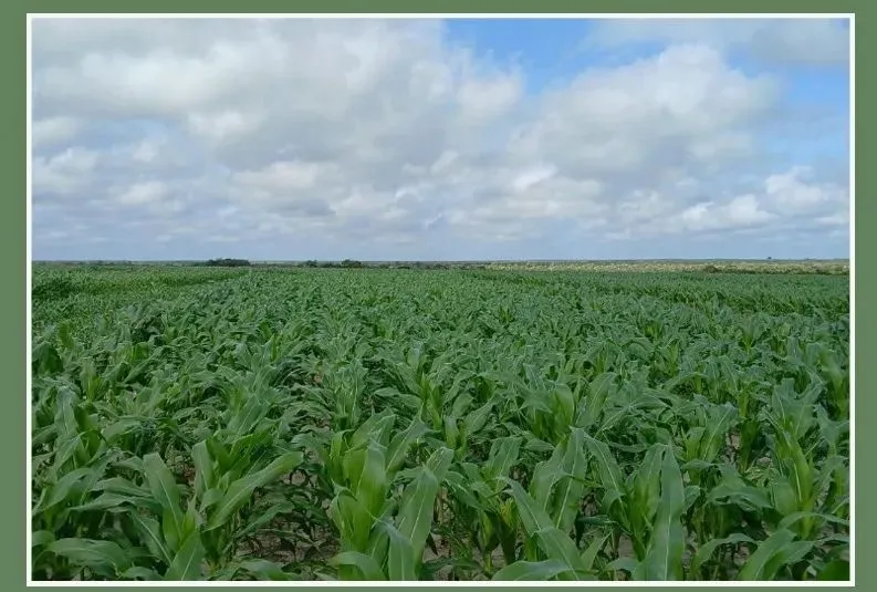 Fazenda á venda com 970 hectares em Anapurus-Ma, lavoura de soja já no sétimo ano de prod