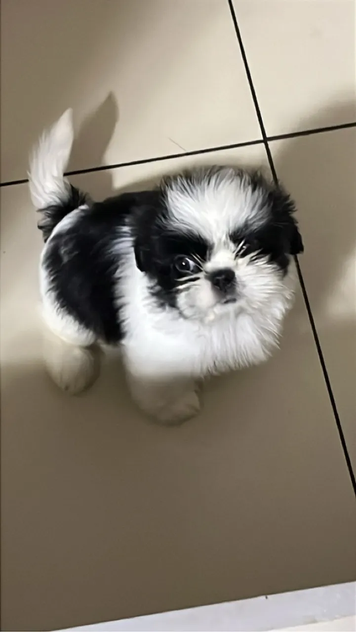 Shihtzu