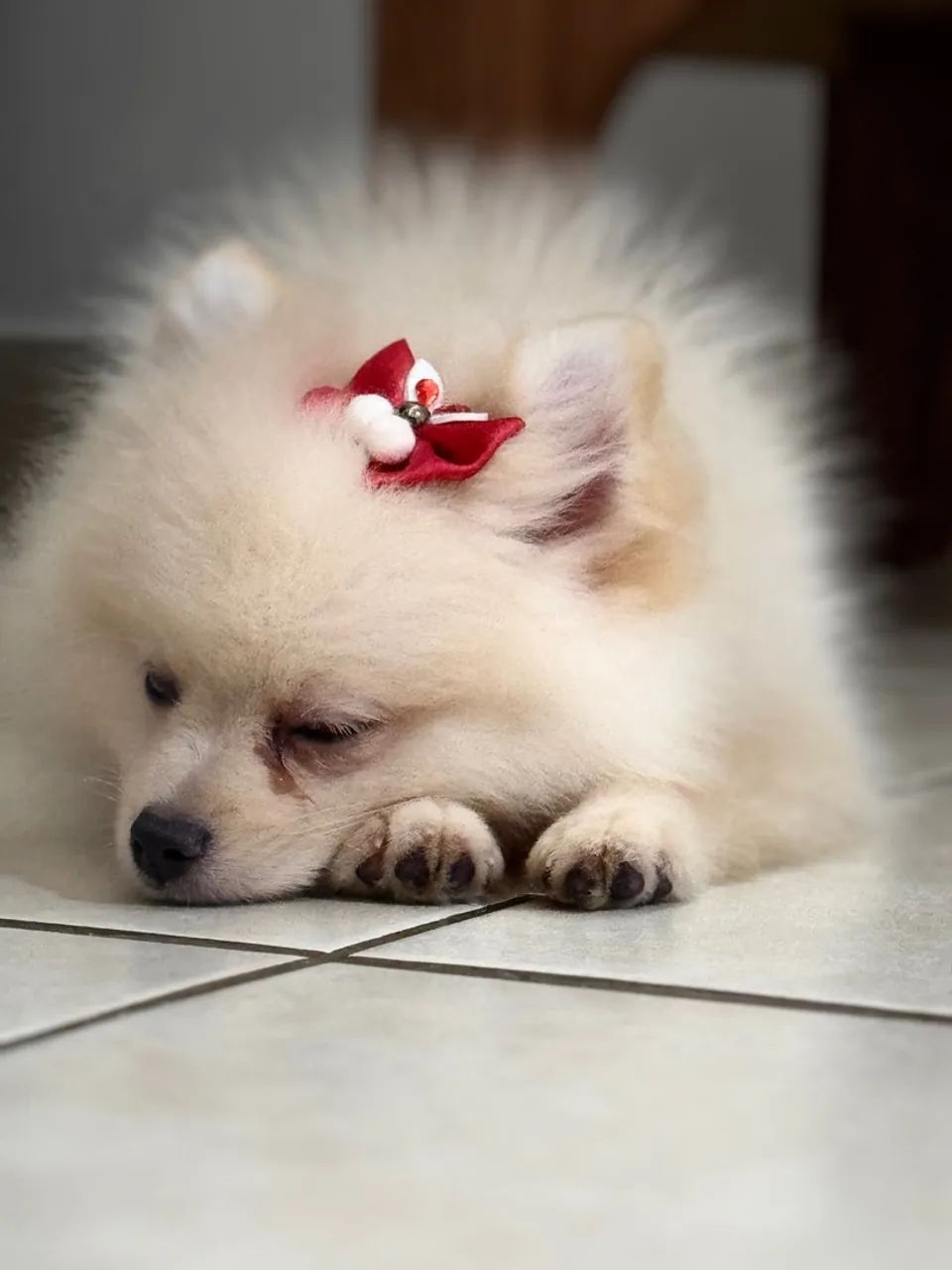 Lulu da pomerania-filhote fêmea  - Foto 2