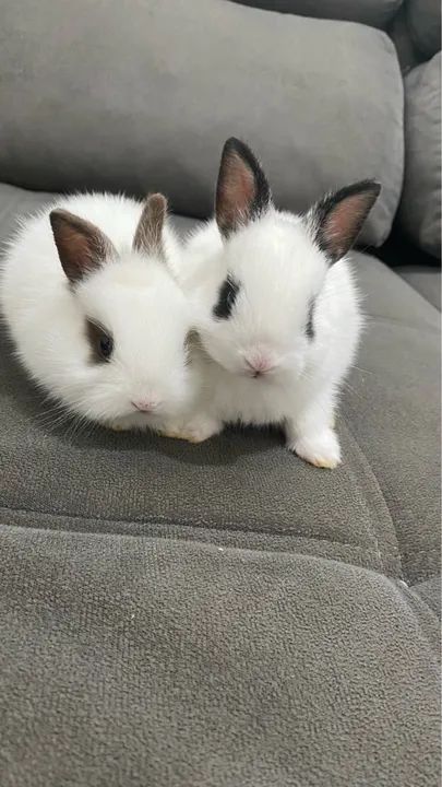 Coelhos filhotes de Mine Lions - Foto 3