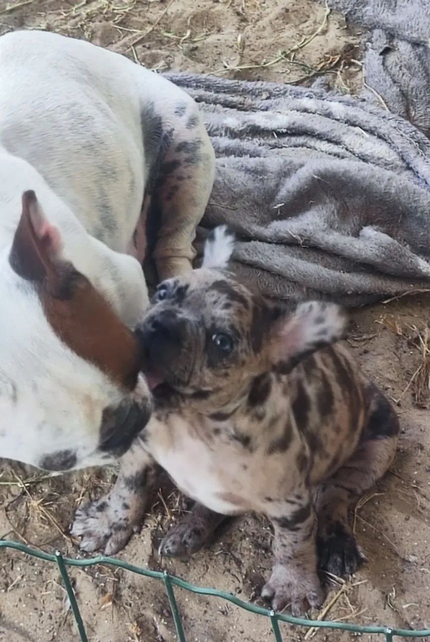 Último filhote Bulldog Francês macho - Foto 5