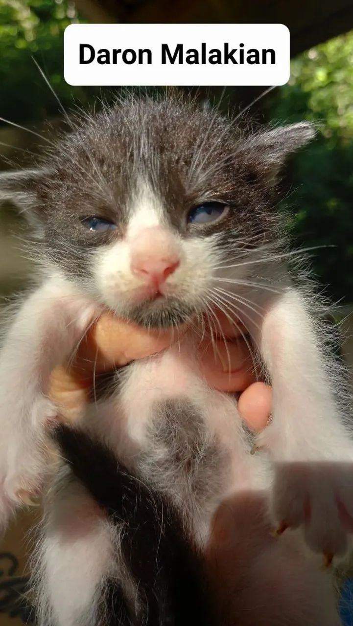 Gatinho Branco e Preto - Adote Já! - Foto 3