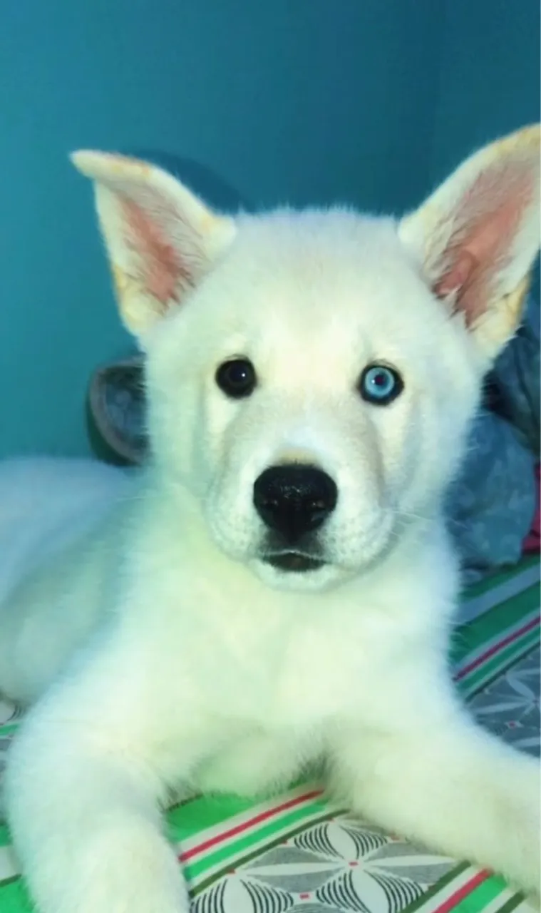 HUSKY SIBERIANO BRANCO - FILHOTES