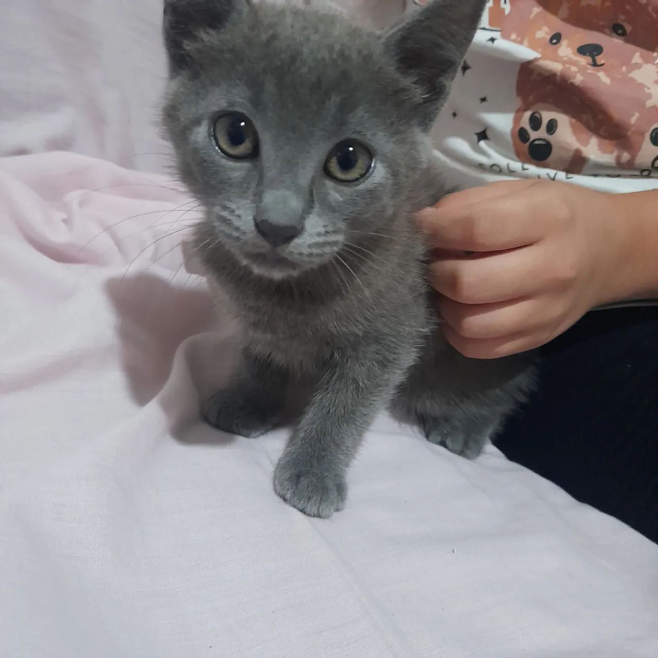 Doação de Gato de 55 dias  - Foto 2