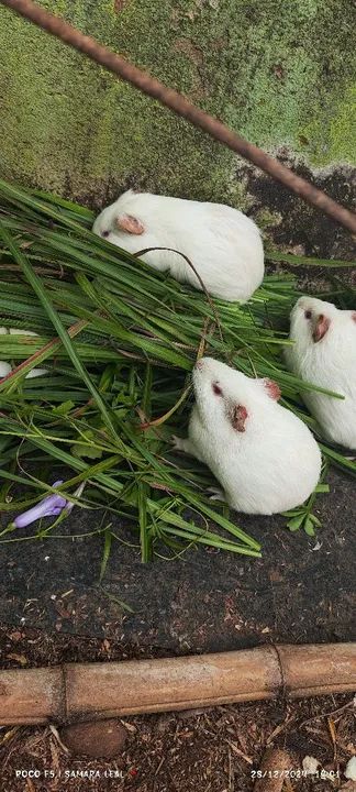 Porquinho da Índia - Foto 3