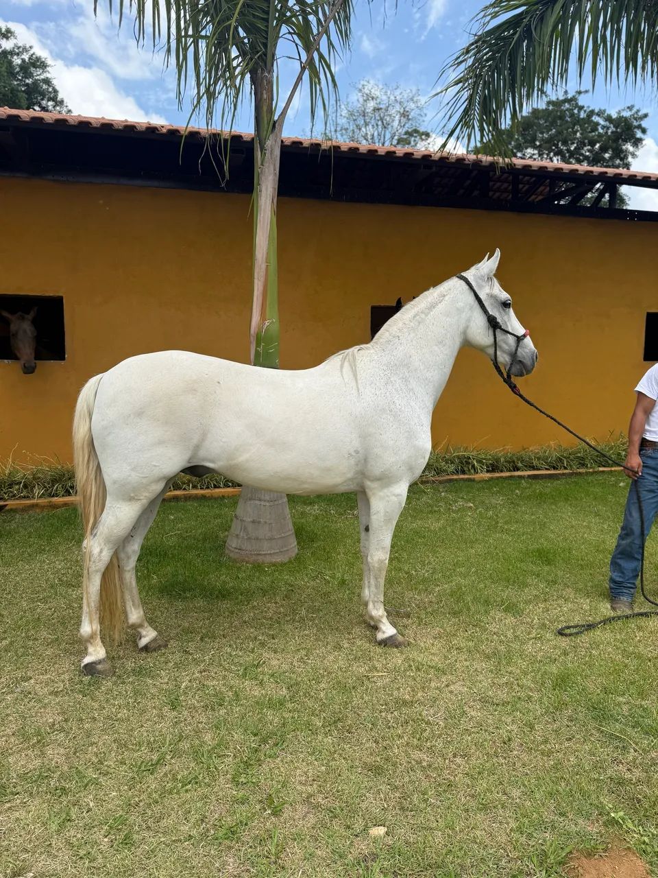 Cavalo Mangalarga Marcador Picada - Foto 5