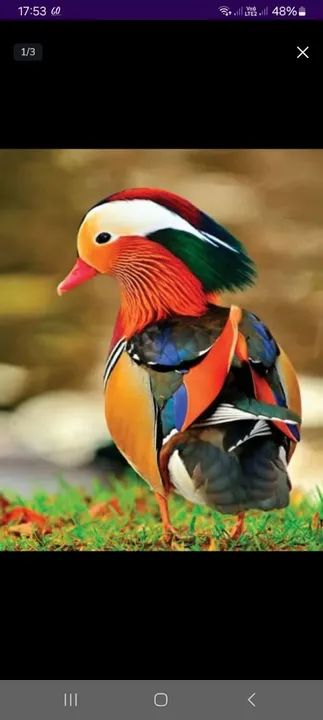 Marreco Mandarim - Casal - Foto 2