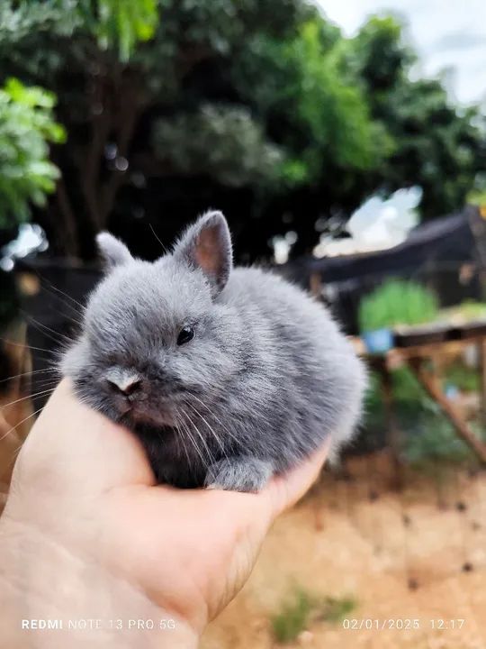 Coelho Netherland  - Foto 4