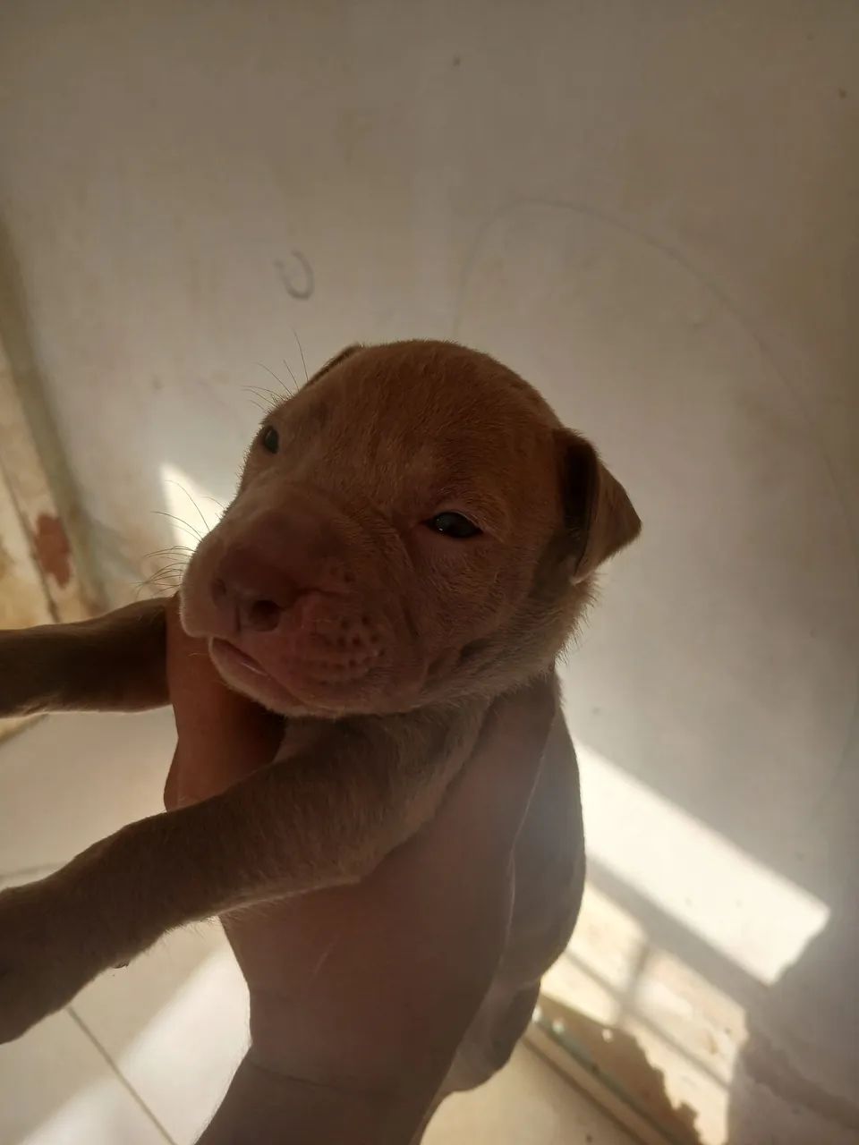 Filhote Pit monster puro - Foto 5